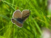 Polyommatus amandus